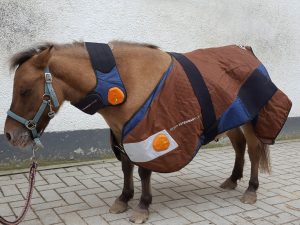 BEMER-VET Pferde – physikalische Gefäßtherapie Bemer