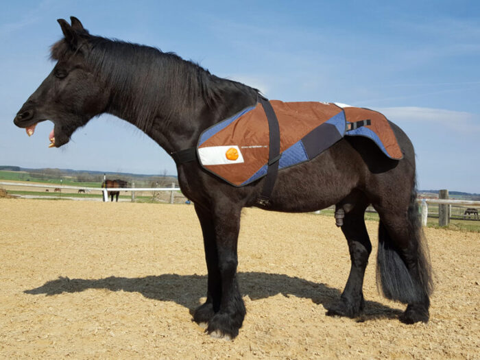 Balanced Horse Konzept, Hannah Beate König, Pferd Aramis mit Pferdedecke von BEMER