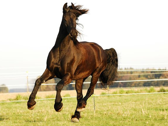 Pferdetraining, Balanced-Horse-Konzept, Hannah Beate König