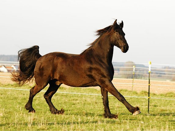 Pferdetraining, Balanced-Horse-Konzept, Hannah Beate König