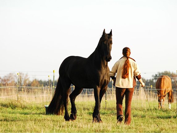 Pferdetraining, Balanced-Horse-Konzept, Hannah Beate König