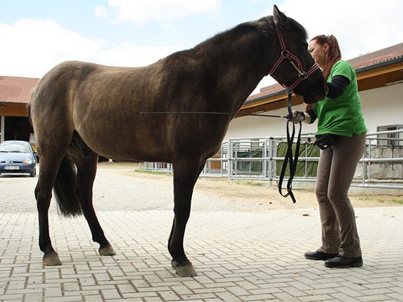 Bodenarbeit: Balanced-Horse-Konzept, Hannah Beate König