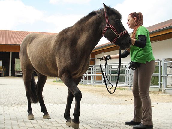 Bodenarbeit: Balanced-Horse-Konzept, Hannah Beate König